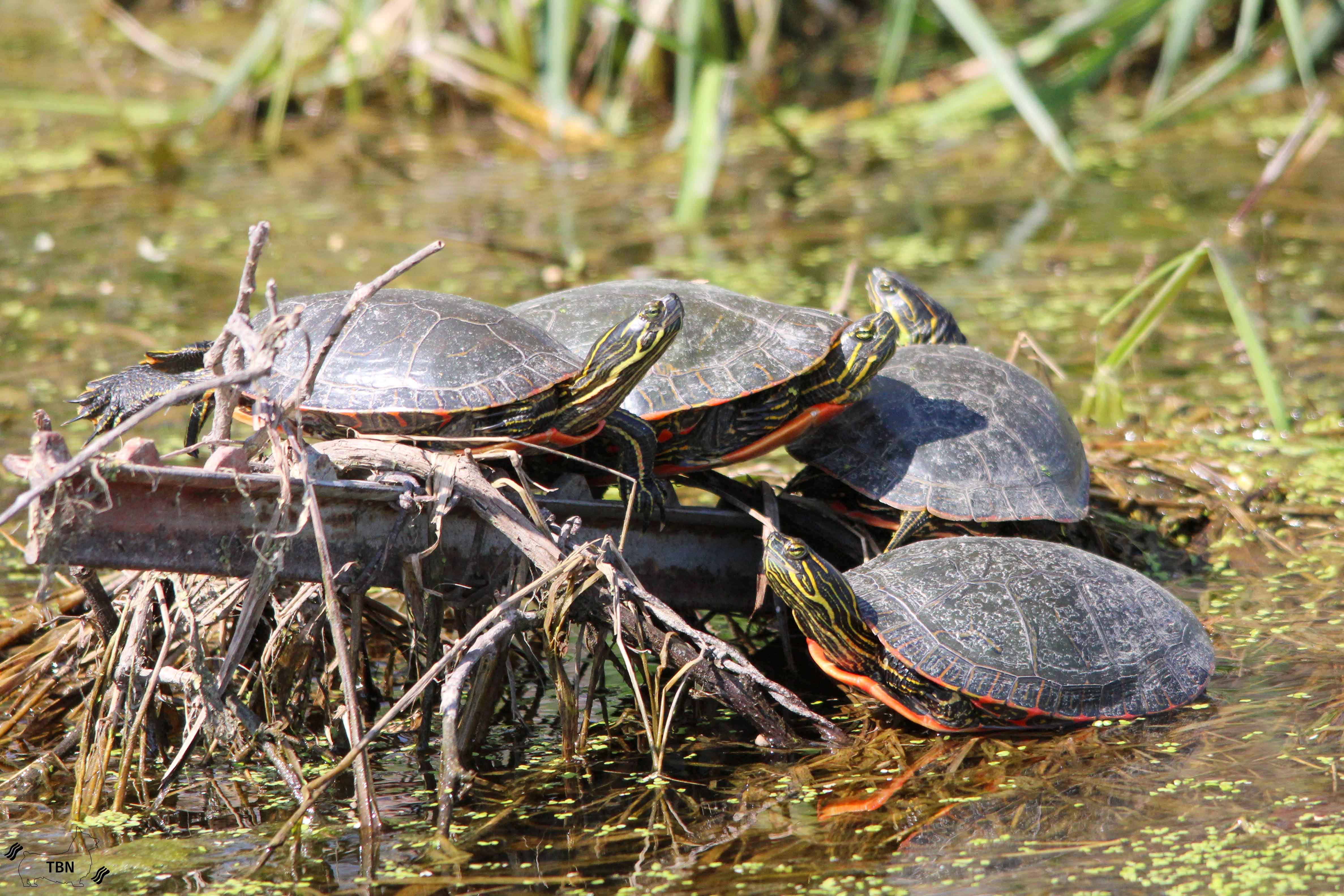 Painted Turtle